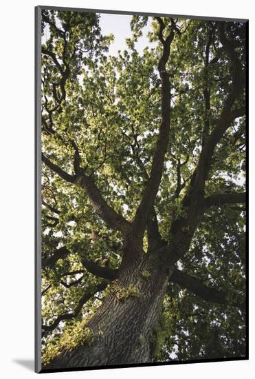 Mighty oak in the sunlight.-Nadja Jacke-Mounted Photographic Print