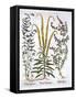 Mignonette, Pennyroyal and Marsh Mint, from 'Hortus Eystettensis', by Basil Besler (1561-1629), Pub-German School-Framed Stretched Canvas