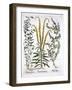 Mignonette, Pennyroyal and Marsh Mint, from 'Hortus Eystettensis', by Basil Besler (1561-1629), Pub-German School-Framed Giclee Print