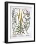 Mignonette, Pennyroyal and Marsh Mint, from 'Hortus Eystettensis', by Basil Besler (1561-1629), Pub-German School-Framed Giclee Print