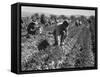 Migrant carrot pullers in California, 1937-Dorothea Lange-Framed Stretched Canvas