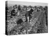 Migrant carrot pullers in California, 1937-Dorothea Lange-Stretched Canvas