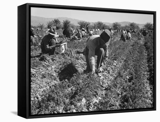 Migrant carrot pullers in California, 1937-Dorothea Lange-Framed Stretched Canvas