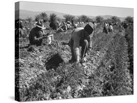 Migrant carrot pullers in California, 1937-Dorothea Lange-Stretched Canvas