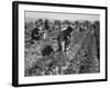 Migrant carrot pullers in California, 1937-Dorothea Lange-Framed Photographic Print