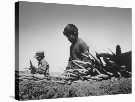 Migrant Farm Workers Picking Carrots-null-Stretched Canvas