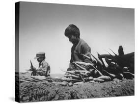 Migrant Farm Workers Picking Carrots-null-Stretched Canvas