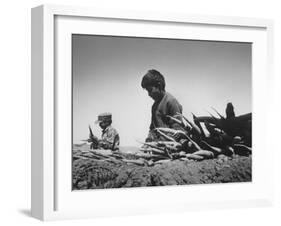 Migrant Farm Workers Picking Carrots-null-Framed Photographic Print