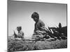 Migrant Farm Workers Picking Carrots-null-Mounted Photographic Print