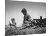 Migrant Farm Workers Picking Carrots-null-Mounted Photographic Print