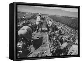 Migrant Farm Workers Picking Celery-null-Framed Stretched Canvas