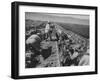 Migrant Farm Workers Picking Celery-null-Framed Photographic Print