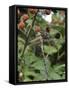 Migrant Hawker Dragonfly Mature Male Resting on Blackberries in Autumn Hedgerow, Norfolk, UK-Gary Smith-Framed Stretched Canvas