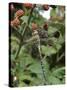 Migrant Hawker Dragonfly Mature Male Resting on Blackberries in Autumn Hedgerow, Norfolk, UK-Gary Smith-Stretched Canvas