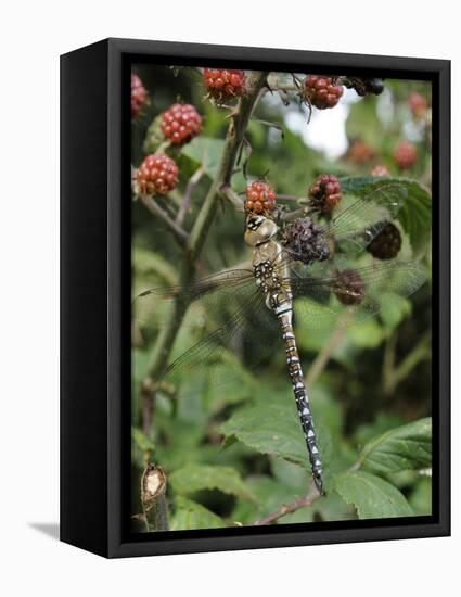 Migrant Hawker Dragonfly Mature Male Resting on Blackberries in Autumn Hedgerow, Norfolk, UK-Gary Smith-Framed Stretched Canvas