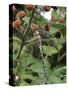 Migrant Hawker Dragonfly Mature Male Resting on Blackberries in Autumn Hedgerow, Norfolk, UK-Gary Smith-Stretched Canvas