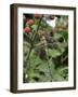 Migrant Hawker Dragonfly Mature Male Resting on Blackberries in Autumn Hedgerow, Norfolk, UK-Gary Smith-Framed Photographic Print