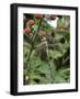 Migrant Hawker Dragonfly Mature Male Resting on Blackberries in Autumn Hedgerow, Norfolk, UK-Gary Smith-Framed Photographic Print