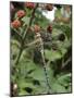 Migrant Hawker Dragonfly Mature Male Resting on Blackberries in Autumn Hedgerow, Norfolk, UK-Gary Smith-Mounted Photographic Print