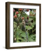 Migrant Hawker Dragonfly Mature Male Resting on Blackberries in Autumn Hedgerow, Norfolk, UK-Gary Smith-Framed Photographic Print