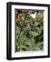 Migrant Hawker Dragonfly Mature Male Resting on Blackberries in Autumn Hedgerow, Norfolk, UK-Gary Smith-Framed Photographic Print