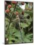 Migrant Hawker Dragonfly Mature Male Resting on Blackberries in Autumn Hedgerow, Norfolk, UK-Gary Smith-Mounted Photographic Print