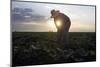 Migrant Laborer Weeds Melon Field in Somerton-Jeff Topping-Mounted Photographic Print