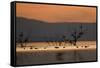 Migrant waders feeding in saline lagoon habitat, silhouetted at dusk, Salton Sea, California-David Tipling-Framed Stretched Canvas