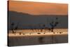 Migrant waders feeding in saline lagoon habitat, silhouetted at dusk, Salton Sea, California-David Tipling-Stretched Canvas