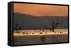 Migrant waders feeding in saline lagoon habitat, silhouetted at dusk, Salton Sea, California-David Tipling-Framed Stretched Canvas