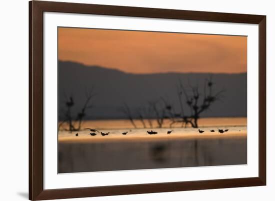 Migrant waders feeding in saline lagoon habitat, silhouetted at dusk, Salton Sea, California-David Tipling-Framed Photographic Print