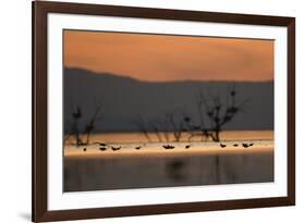 Migrant waders feeding in saline lagoon habitat, silhouetted at dusk, Salton Sea, California-David Tipling-Framed Photographic Print