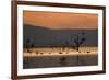 Migrant waders feeding in saline lagoon habitat, silhouetted at dusk, Salton Sea, California-David Tipling-Framed Photographic Print