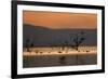 Migrant waders feeding in saline lagoon habitat, silhouetted at dusk, Salton Sea, California-David Tipling-Framed Photographic Print