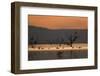 Migrant waders feeding in saline lagoon habitat, silhouetted at dusk, Salton Sea, California-David Tipling-Framed Photographic Print