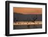 Migrant waders feeding in saline lagoon habitat, silhouetted at dusk, Salton Sea, California-David Tipling-Framed Photographic Print