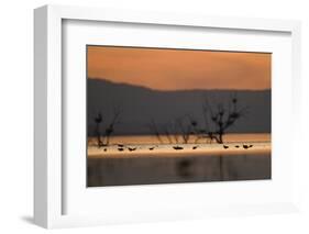 Migrant waders feeding in saline lagoon habitat, silhouetted at dusk, Salton Sea, California-David Tipling-Framed Photographic Print