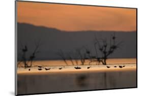 Migrant waders feeding in saline lagoon habitat, silhouetted at dusk, Salton Sea, California-David Tipling-Mounted Photographic Print