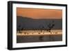 Migrant waders feeding in saline lagoon habitat, silhouetted at dusk, Salton Sea, California-David Tipling-Framed Photographic Print