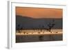 Migrant waders feeding in saline lagoon habitat, silhouetted at dusk, Salton Sea, California-David Tipling-Framed Photographic Print