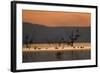 Migrant waders feeding in saline lagoon habitat, silhouetted at dusk, Salton Sea, California-David Tipling-Framed Photographic Print