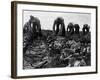 Migrant Workers, 1935-Dorothea Lange-Framed Giclee Print