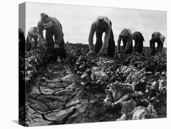 Migrant Workers, 1935-Dorothea Lange-Stretched Canvas