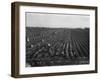 Migrant workers including children pull, clean, tie and crate carrots, 1939-Dorothea Lange-Framed Photographic Print