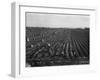 Migrant workers including children pull, clean, tie and crate carrots, 1939-Dorothea Lange-Framed Photographic Print