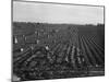 Migrant workers including children pull, clean, tie and crate carrots, 1939-Dorothea Lange-Mounted Photographic Print