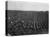 Migrant workers including children pull, clean, tie and crate carrots, 1939-Dorothea Lange-Stretched Canvas