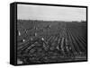 Migrant workers including children pull, clean, tie and crate carrots, 1939-Dorothea Lange-Framed Stretched Canvas