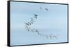 Migrating Flock of Snow Geese, Repulse Bay, Nanavut, Canada-Paul Souders-Framed Stretched Canvas