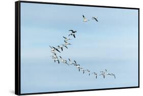 Migrating Flock of Snow Geese, Repulse Bay, Nanavut, Canada-Paul Souders-Framed Stretched Canvas